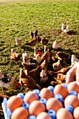 Chickens pecking on grass with tray of eggs in foreground, Saxony, Germany