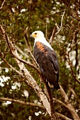Bald eagle on tree branch, South Africa