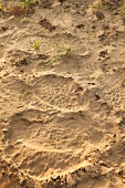 Foot print on mud at Phinda Private Game Reserve, KwaZulu-Natal, South Africa,