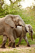 Elephant at Phinda Resource Reserve, South Africa