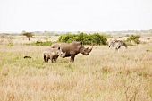 View of Rhino and Zebras in forest, South Africa