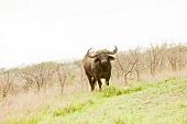 Buffalo running at Phinda Resource Reserve, South Africa