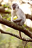 Südafrika, Phinda Game Reserve, Reservat, Affe mit Frucht auf Baum
