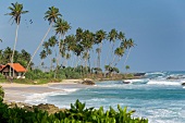 View of palm trees and houses on beach at Kalpitiya, Sri Lanka,