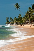 Tourists at Hikkaduwa beach with palm trees, Sri Lanka