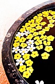 Close-up of yellow and white flowers in water, Weligama, Sri Lanka