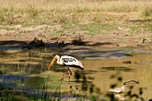 Painted Stork at Yala National Park in Sri Lanka
