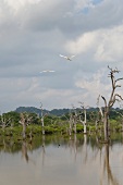 View of bare trees in water at Yala National Park, Colombo, Southern Province, Sri Lanka