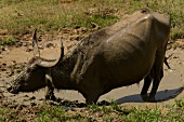 Water buffalo in mud at Yala National Park, Colombo, Southern Province, Sri Lanka