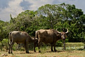 Water buffaloes in Yala National Park, Colombo, Southern Province, Sri Lanka