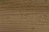 Overhead foot prints on sand at Yala National Park, Sri Lanka