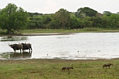 Buffaloes in water and foxes on shore at Yala National Park, Sri Lanka