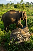 Elephant walking in Udawalawe National Park, Uva Province, Sri Lanka