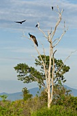 Sri Lanka, Udawalawe-Nationalpark, Pfau in Baumkrone, Vögel
