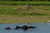 Sri Lanka, Udawalawe-Nationalpark, Wasserbüffel, Wasser, Störche