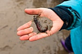 Close-up of child's hand with lugworm