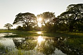 View of trees, sunlight and water at Basawkkulama Tank, Anuradhapura, Sri Lanka