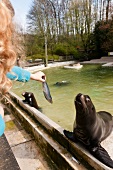 Woman feeding sea lion in Zoo Osnabruck, Osnabruck, Germany