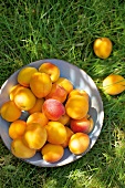 Bowl of fresh apricots on grass, overhead view