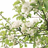 Close-up of flowering branches of apple tree