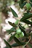Landschaft, Detail, Oliven am Olivenbaum, Olivenhain, Italien