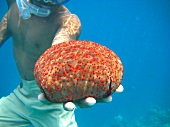 Seestern unter Wasser auf Hand, Insel Veligandu Huraa, Malediven