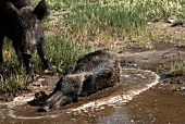 Two wild boar in Dilek Peninsula National Park, Turkey