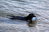 Dog holding bottle and swimming in water, Turkbuku, Bodrum Peninsula, Aegean, Turkey