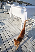 Cat walking at Garo's restaurant, Turkbuku Peninsula, Bodrum, Aegean, Turkey