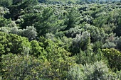 View of forest in Dilek Peninsula National Park, Aegean, Turkey