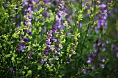 Lavender flower in Spil Dagi National Park, Turkey