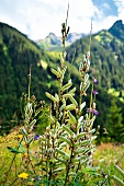 Montafon, Gargellener Tal, Gargellen Blumen, Kräuter