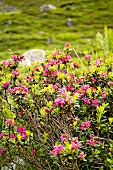 Montafon, Gargellener Tal, Gargellen Blumen, Alpenrosen, pink