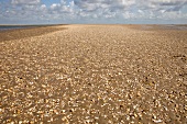 Dänemark, Fanö, Strand, Himmel, Meer 