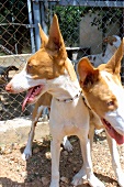 Jagdhund, Hunde, Insel Ibiza