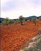 Insel Ibiza, Bäume stehend auf einem gepflügtem Feld, Baeume