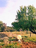 Sheep grazing in pasture on Ibiza island, Spain