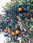 Insel Ibiza Orangenbaum mit Früchten im Landesinneren