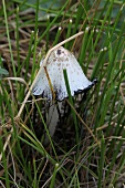 Close-up of mushroom in nature park, Edremit, Turkey