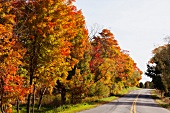 Kanada, Nova Scotia, Swinimer Road, Straße, Herbstwald