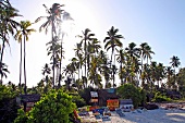 Palm trees on beach of Zanzibar, Tanzania, East Africa