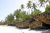 Rocks and palm trees on beach of Zanzibar, Tanzania, East Africa