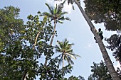 Man hanging on coconut tree in Zanzibar Island, Tanzania, East Africa