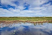 View of marshy land, Prince Edward Island, Greenwich, Canada