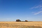 View of abandoned houses in cornfield on Highway 15, Saskatchewan, Canada