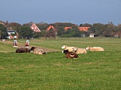 View of sheep in meadow with houses in background, Spiekeroog, Lower Saxony, Germany