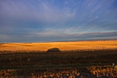 Kanada, Saskatchewan, Highway 2 South, Moose Jaw, Felder