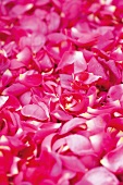 Close-up of fresh pink rose petals
