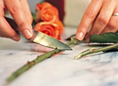 Vasenspaß, Blumen mit einem scharfen Messer anschneiden