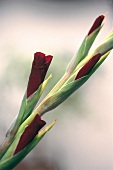Vasenspaß, rote Knospen der Gladiolen, Schnittreife